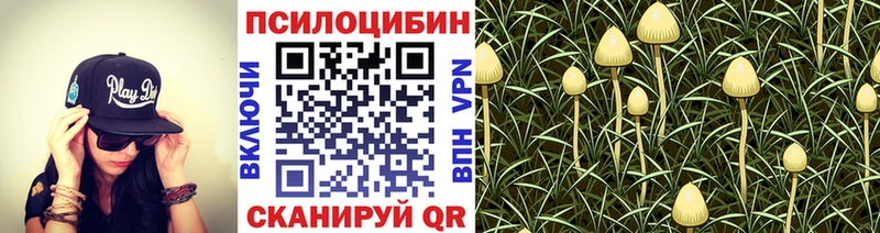 hydra ССЫЛКА  наркота  Ершов  Псилоцибиновые грибы Psilocybine cubensis 